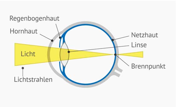 Aufbau des Auges - Querschnitt. Brennpunkt auf der Netzhaut, Lichtstrahl, Licht, Hornhaut, Regebogenhaut, Netzhaut, Linse
